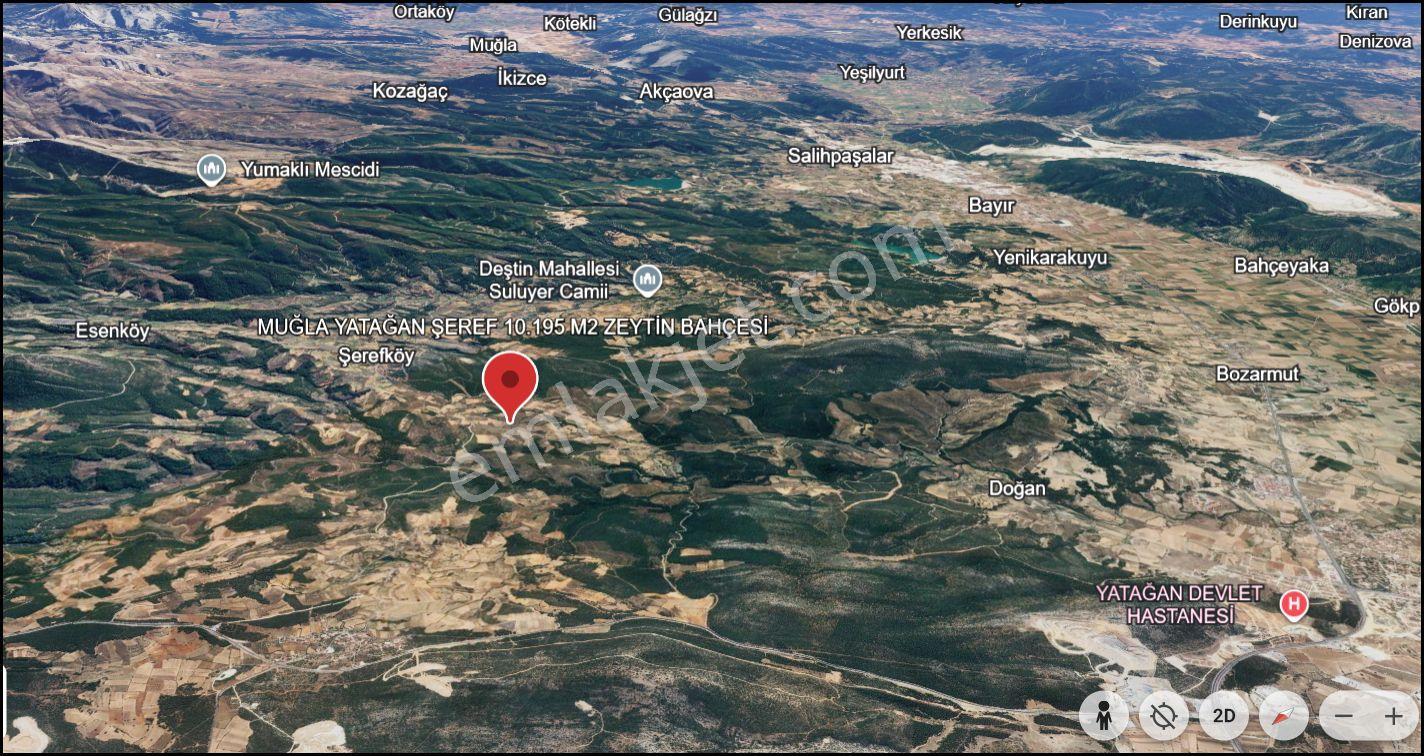 Muğla Yatağan Şeref Köyü Zeytin Bahçesi 2 Parsel Birlikte Satılık — fotoğraf 26