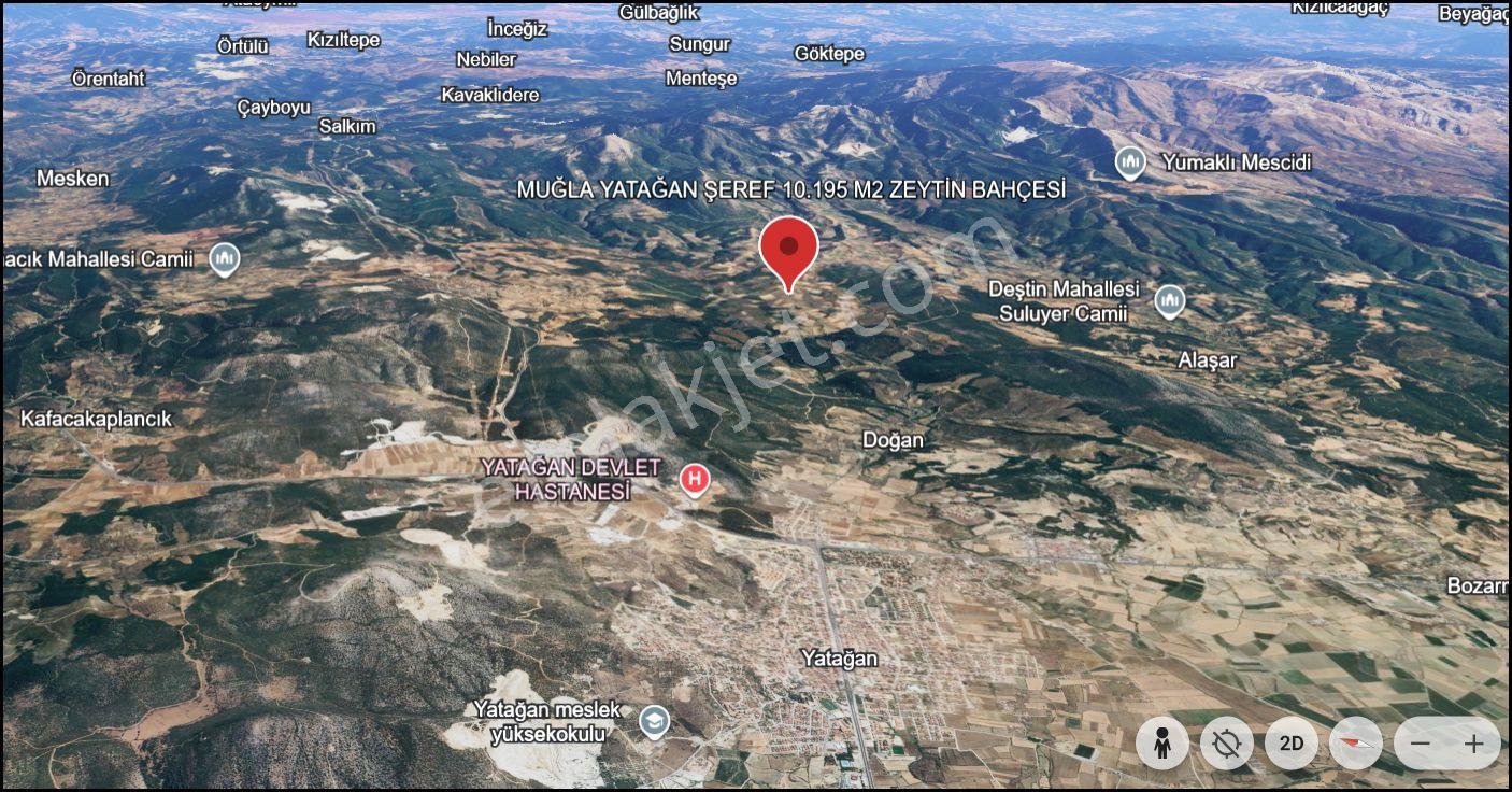 Muğla Yatağan Şeref Köyü Zeytin Bahçesi 2 Parsel Birlikte Satılık — fotoğraf 27
