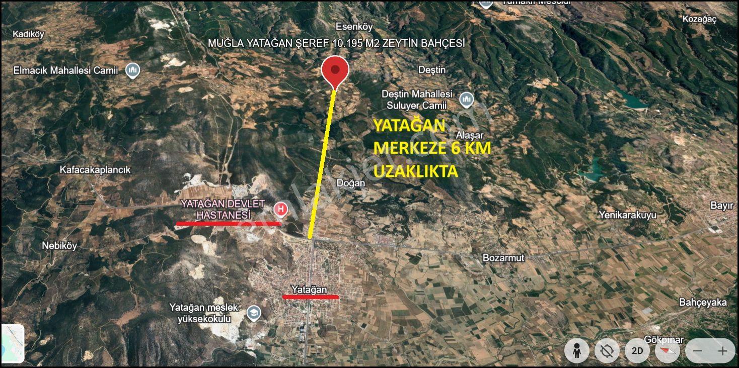 Muğla Yatağan Şeref Köyü Zeytin Bahçesi 2 Parsel Birlikte Satılık — fotoğraf 28