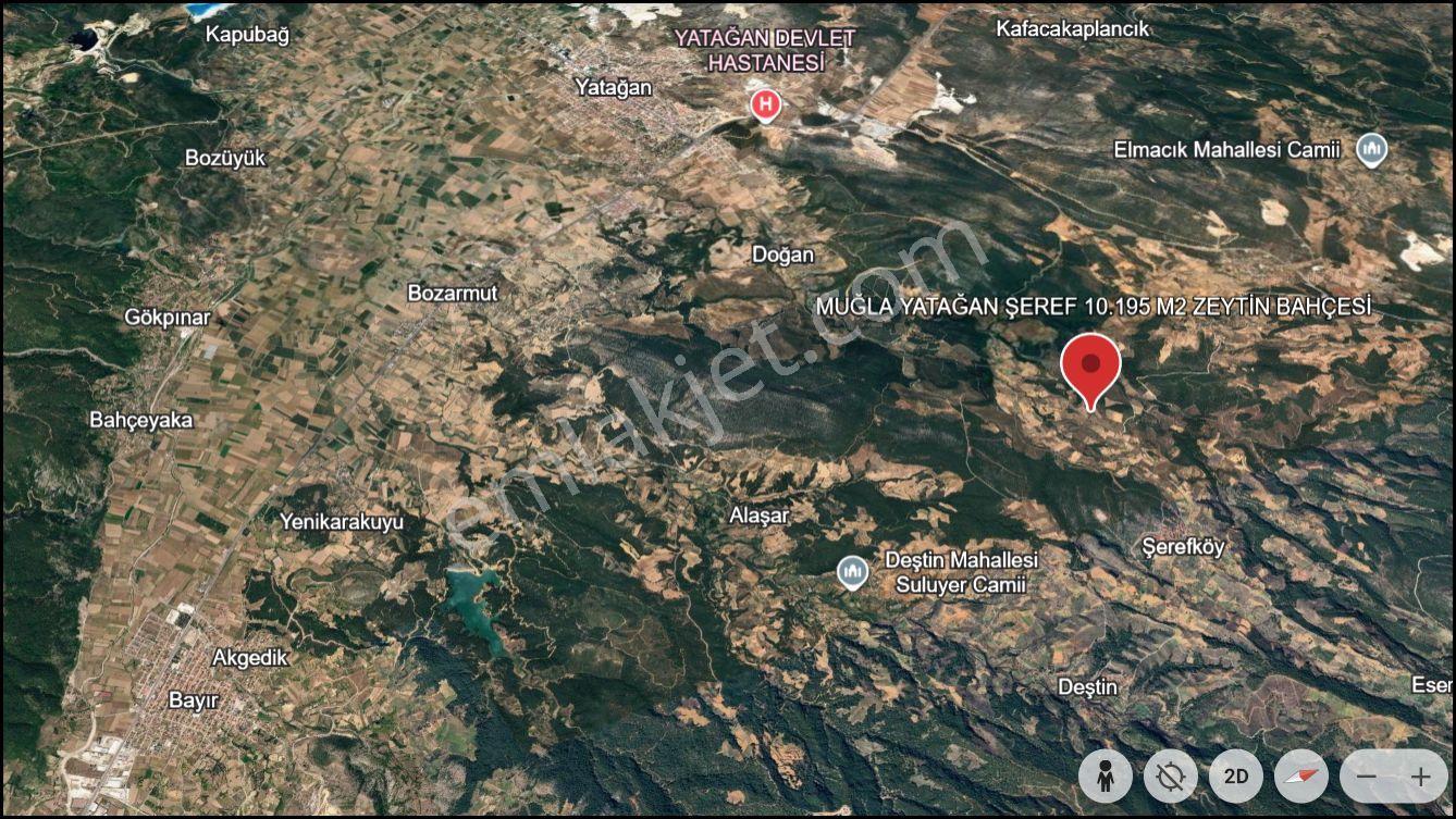 Muğla Yatağan Şeref Köyü Zeytin Bahçesi 2 Parsel Birlikte Satılık — fotoğraf 30