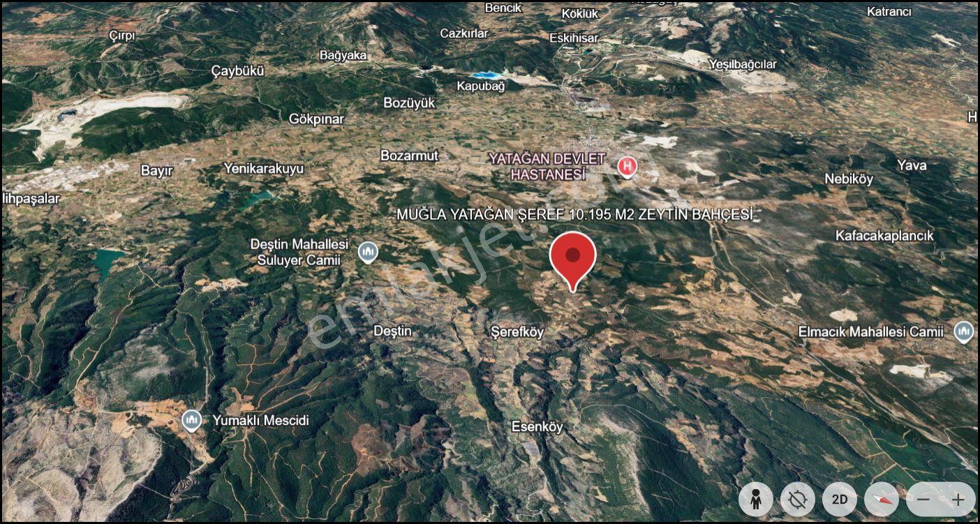 Muğla Yatağan Şeref Köyü Zeytin Bahçesi 2 Parsel Birlikte Satılık — fotoğraf 31