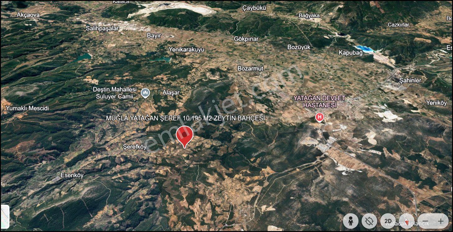 Muğla Yatağan Şeref Köyü Zeytin Bahçesi 2 Parsel Birlikte Satılık — fotoğraf 32