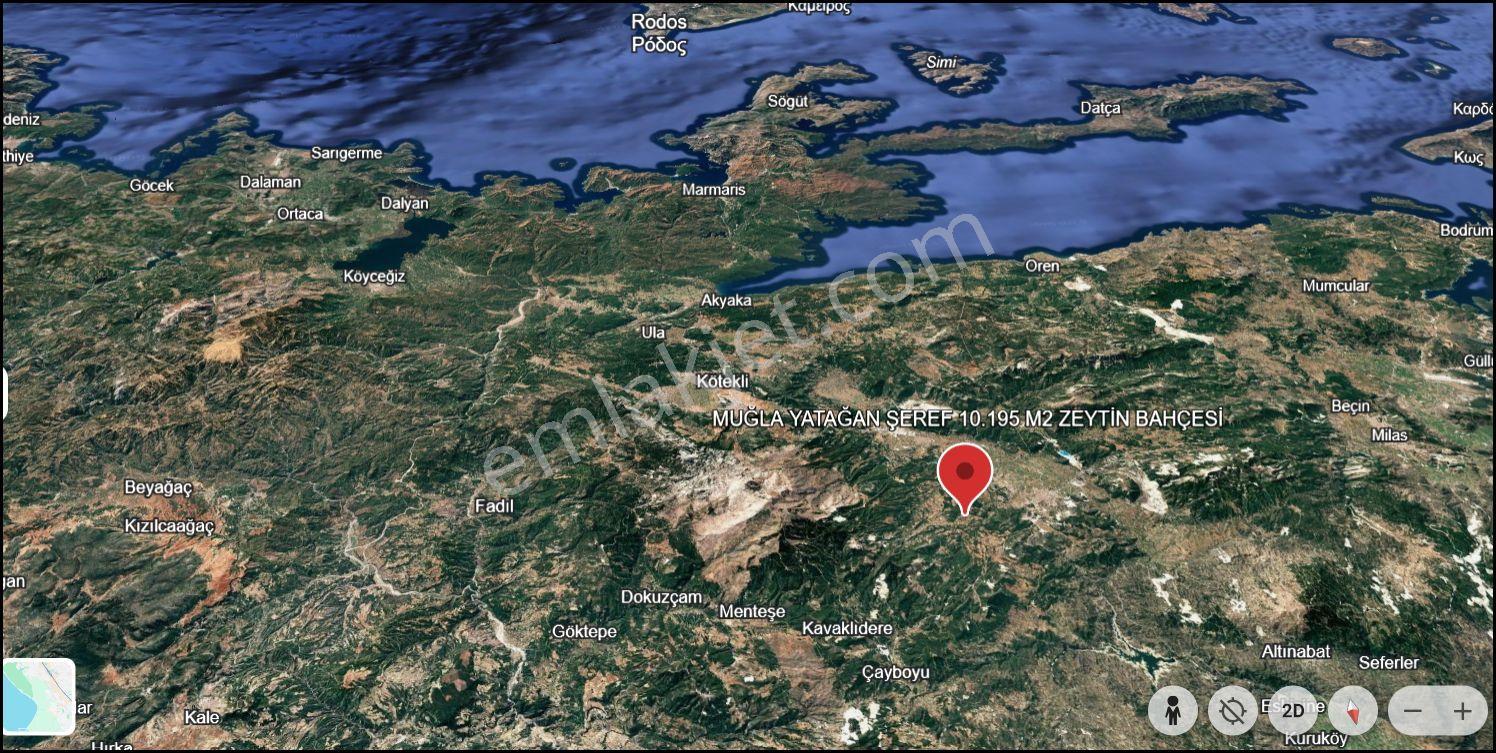 Muğla Yatağan Şeref Köyü Zeytin Bahçesi 2 Parsel Birlikte Satılık — fotoğraf 33