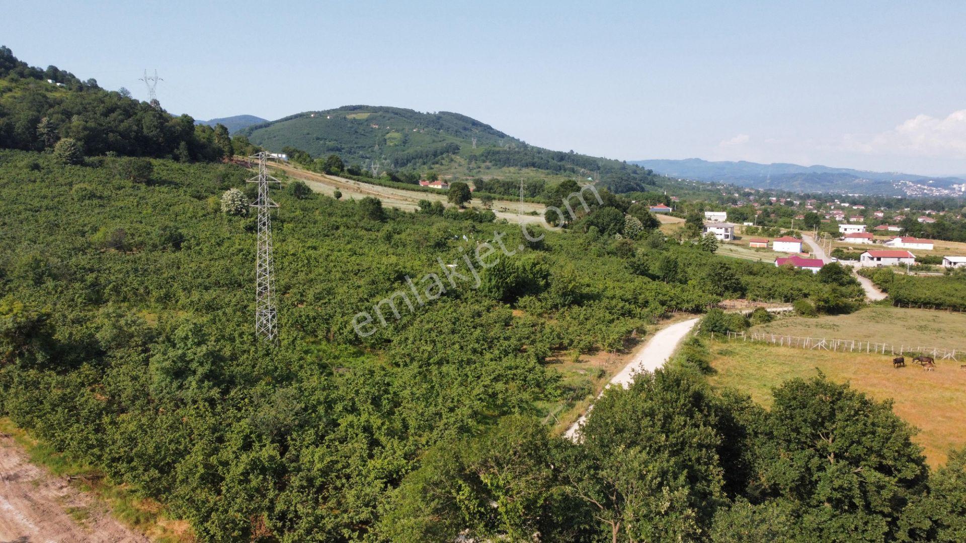 Aslımemlak'tan Çilimli Sarımeşe De Fırsat Arazi 2448 M2 — fotoğraf 10