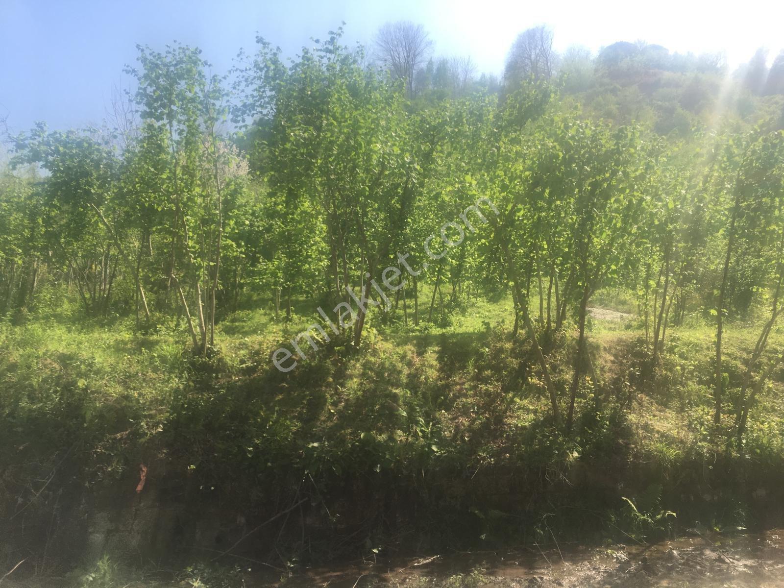 Özgür Emlak'tan Harika Konumda Full Deniz Manzaralı Yatırımlık — fotoğraf 10