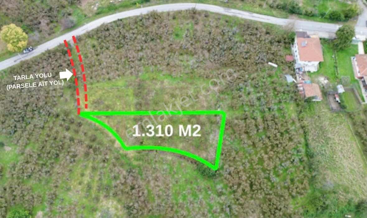 Karasu Mahallesinde Satılık 1.310 M² Fındık Bahçesi