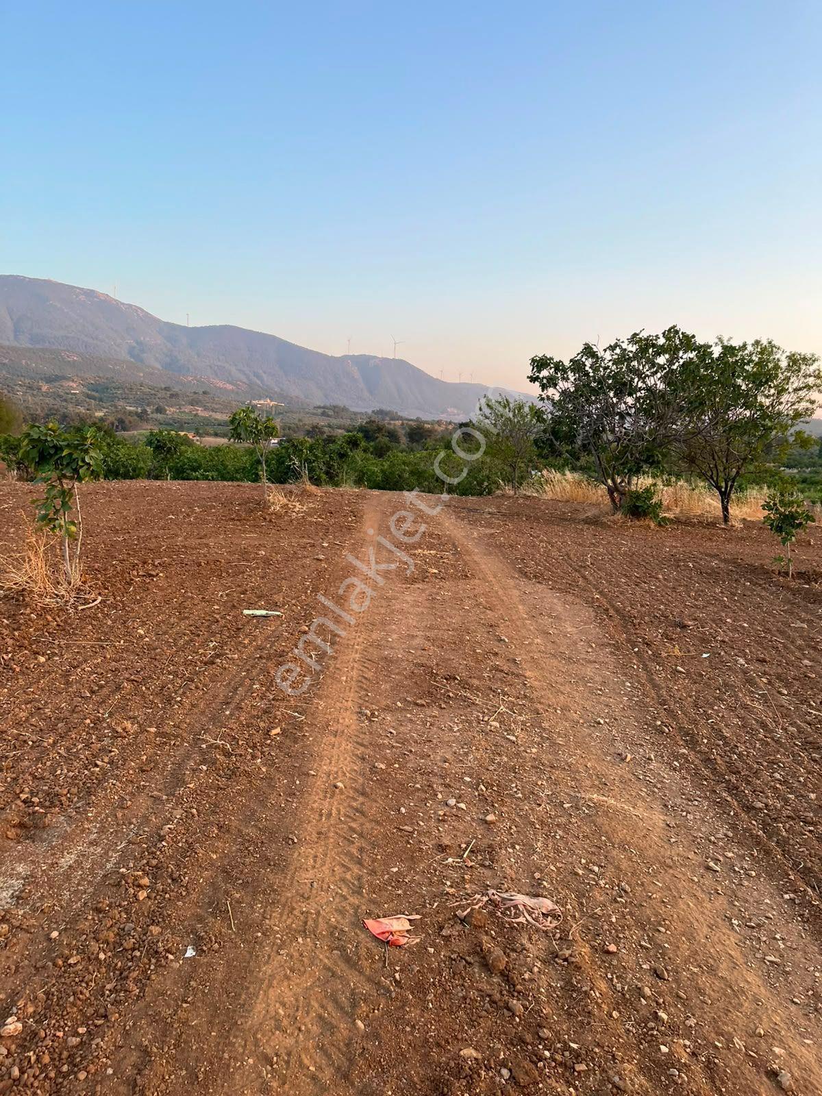 İzmir Selçukta İçerisinde İncir Ağaçları Bulunan Satılık Arsa — fotoğraf 3