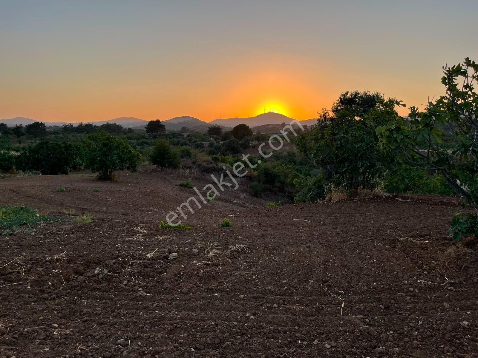 İzmir Selçukta İçerisinde İncir Ağaçları Bulunan Satılık Arsa — fotoğraf 4