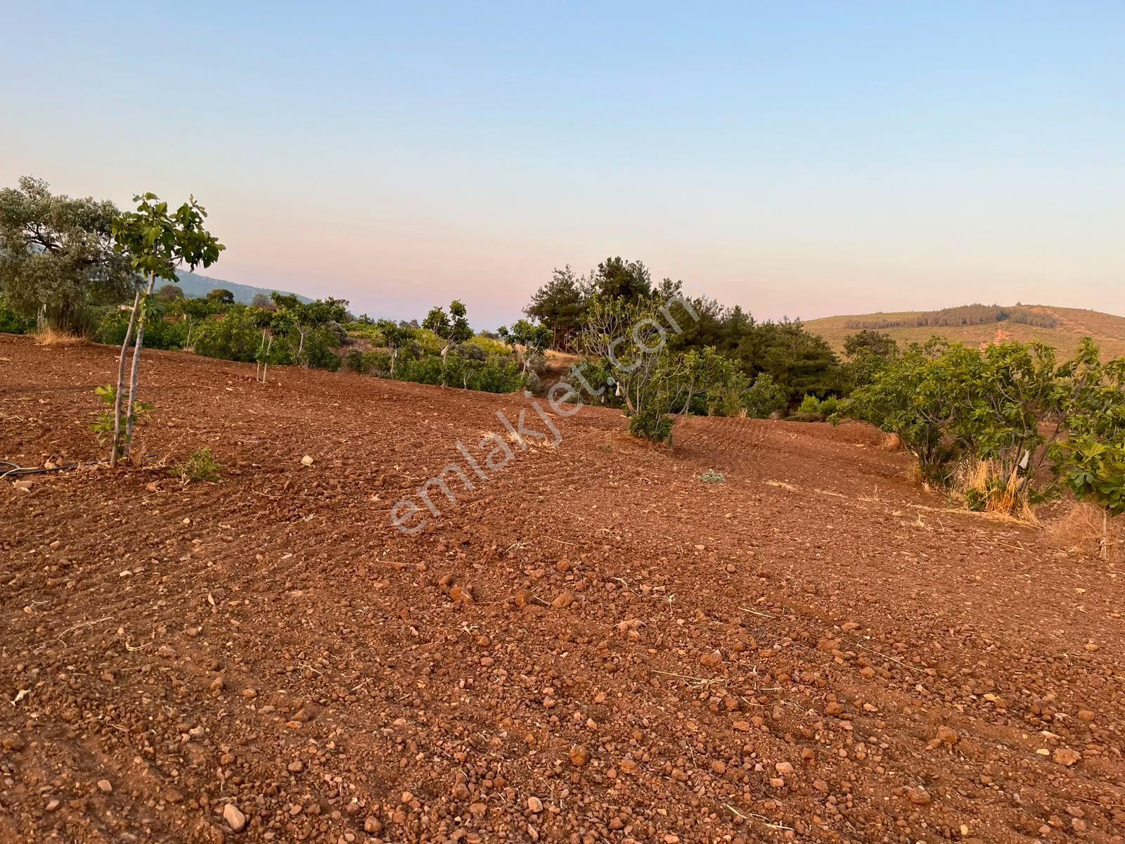 İzmir Selçukta İçerisinde İncir Ağaçları Bulunan Satılık Arsa — fotoğraf 5