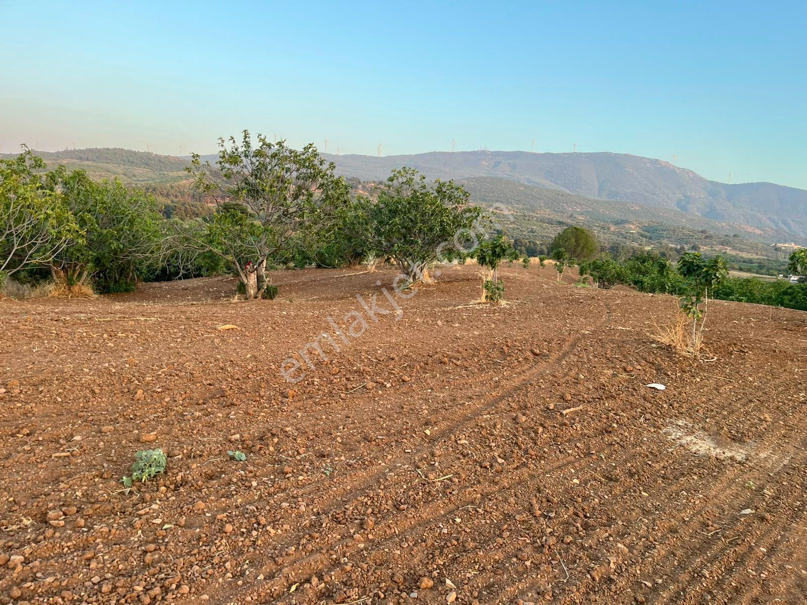 İzmir Selçukta İçerisinde İncir Ağaçları Bulunan Satılık Arsa — fotoğraf 6
