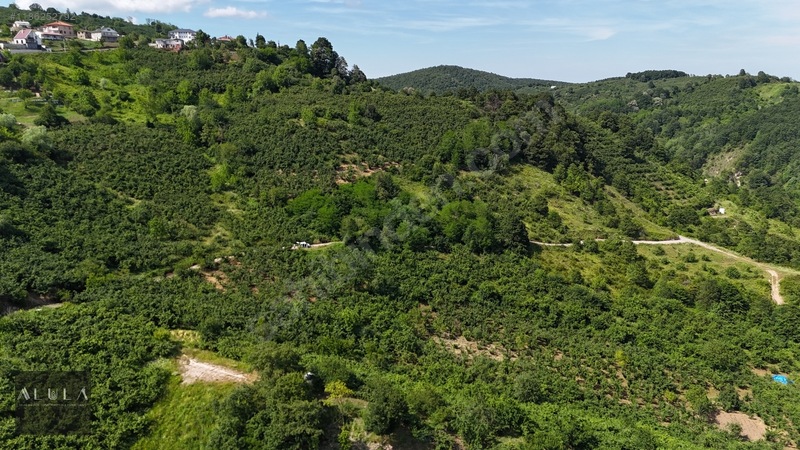 Eşmeahmediye'de 2.295m2 %5 İmarlı Satılık Fındık Bahçesi — fotoğraf 4