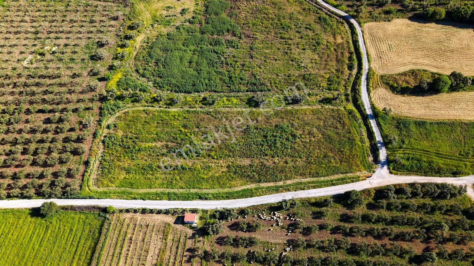 Foça Kocamehmetlerde Satılık 6.642 M² Müstakil Parsel Tarla! — fotoğraf 4