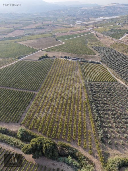Tepeköy Mh. 13.240m2 Nektari Bahçesi Satılık Tek Tapu Yolu Açık — fotoğraf 2