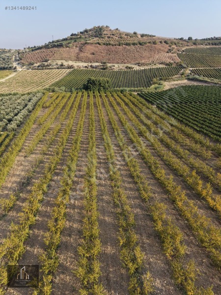 Tepeköy Mh. 13.240m2 Nektari Bahçesi Satılık Tek Tapu Yolu Açık — fotoğraf 3