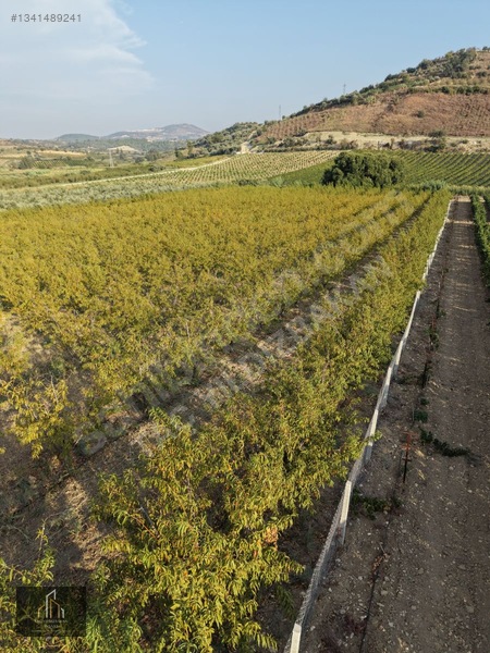 Tepeköy Mh. 13.240m2 Nektari Bahçesi Satılık Tek Tapu Yolu Açık — fotoğraf 10