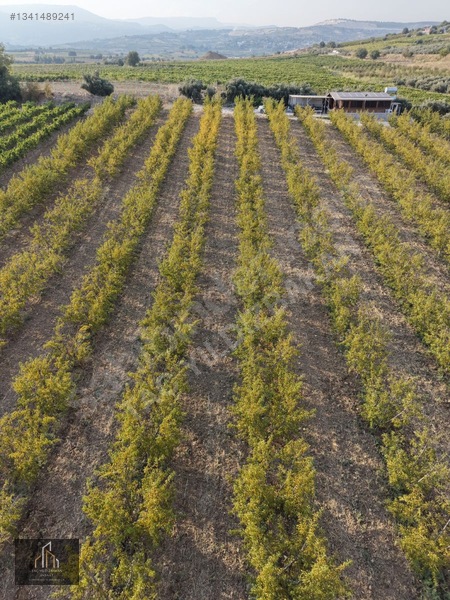 Tepeköy Mh. 13.240m2 Nektari Bahçesi Satılık Tek Tapu Yolu Açık — fotoğraf 11