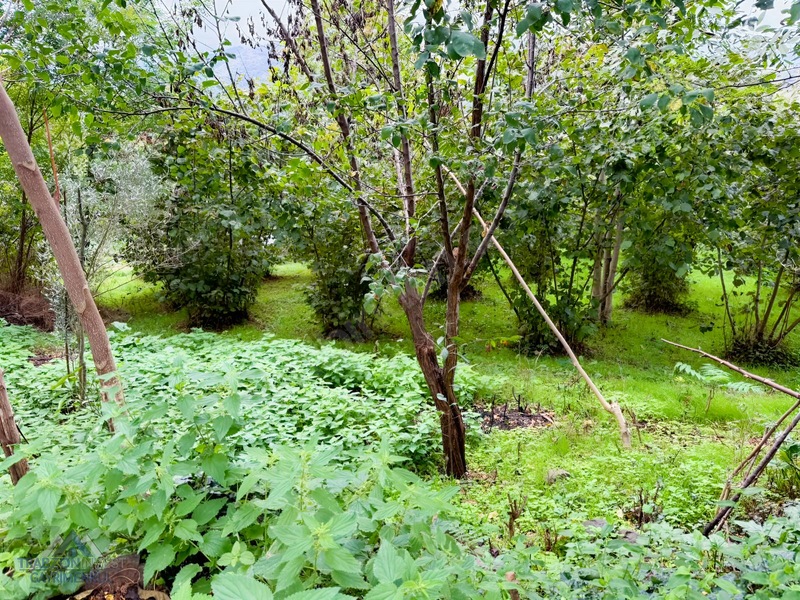 Trabzon Akçaabat Osmanbaba'da Satılık Arazi — fotoğraf 13
