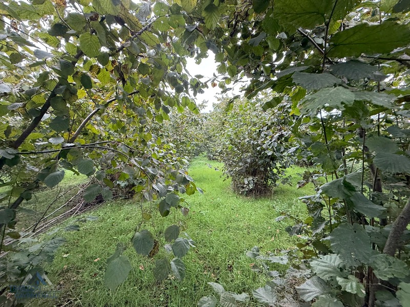 Trabzon Akçaabat Osmanbaba'da Satılık Arazi — fotoğraf 21