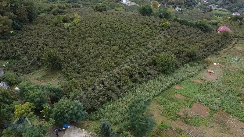 Trabzon Akçaabat Osmanbaba'da Satılık Arazi — fotoğraf 31