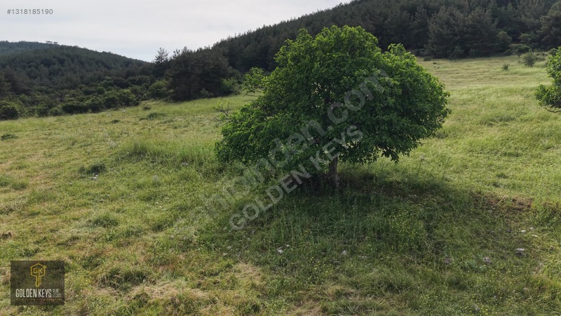 Bergama Koyuneli Mah. 24.966 M.kare Yola Cephe Satılık Tarla — fotoğraf 44