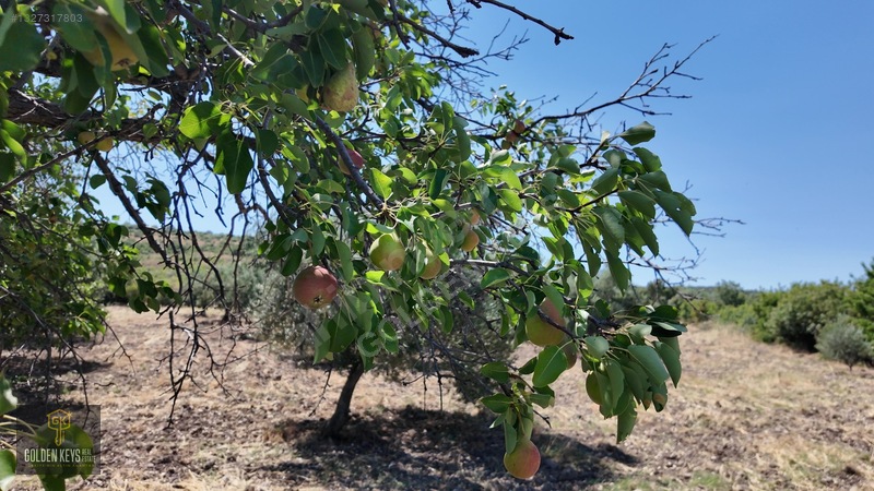 Bergama Cevaplı Mah.yola Cephe 2 Parsel Tek Fiyat Satılık — fotoğraf 19