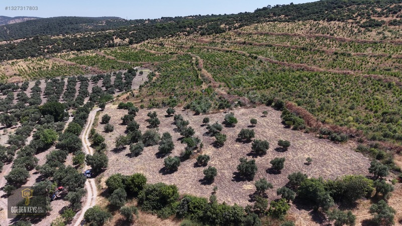 Bergama Cevaplı Mah.yola Cephe 2 Parsel Tek Fiyat Satılık — fotoğraf 32