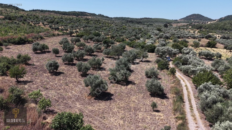 Bergama Cevaplı Mah.yola Cephe 2 Parsel Tek Fiyat Satılık — fotoğraf 35