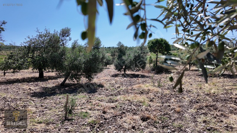 Bergama Cevaplı Mah.yola Cephe 2 Parsel Tek Fiyat Satılık — fotoğraf 36
