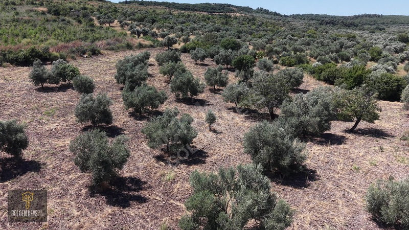 Bergama Cevaplı Mah.yola Cephe 2 Parsel Tek Fiyat Satılık — fotoğraf 40