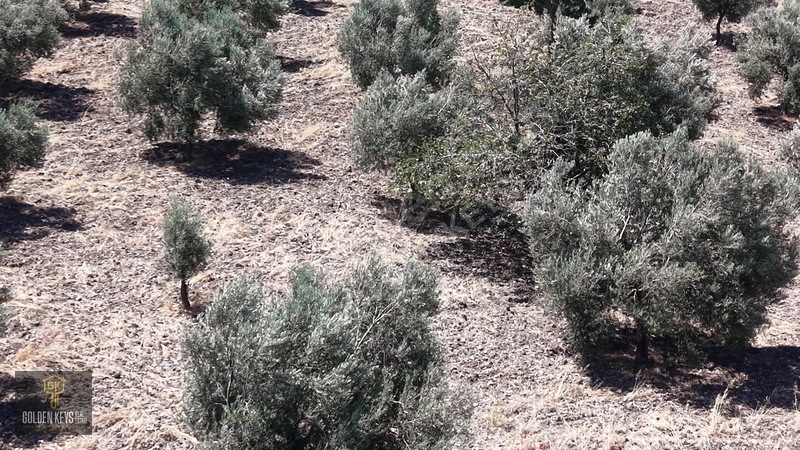 Bergama Cevaplı Mah.yola Cephe 2 Parsel Tek Fiyat Satılık — fotoğraf 41