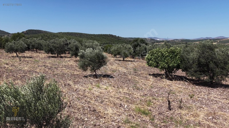 Bergama Cevaplı Mah.yola Cephe 2 Parsel Tek Fiyat Satılık — fotoğraf 50