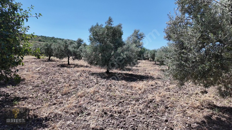 Bergama Cevaplı Mah.yola Cephe 2 Parsel Tek Fiyat Satılık — fotoğraf 56