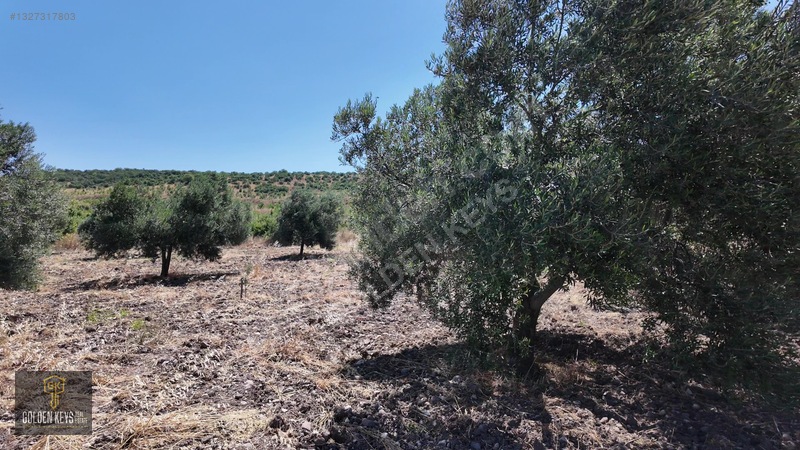 Bergama Cevaplı Mah.yola Cephe 2 Parsel Tek Fiyat Satılık — fotoğraf 58