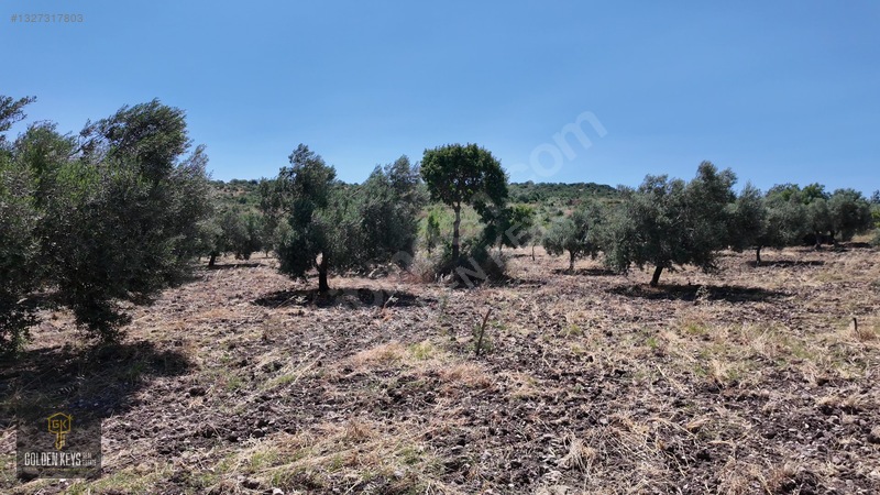 Bergama Cevaplı Mah.yola Cephe 2 Parsel Tek Fiyat Satılık — fotoğraf 60
