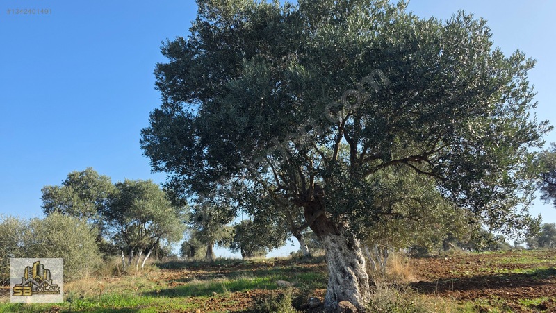 İzmir Tire Sb Emlak'tan Ayaklıkırı Mahallesi Satılık Zeytinlik — fotoğraf 18