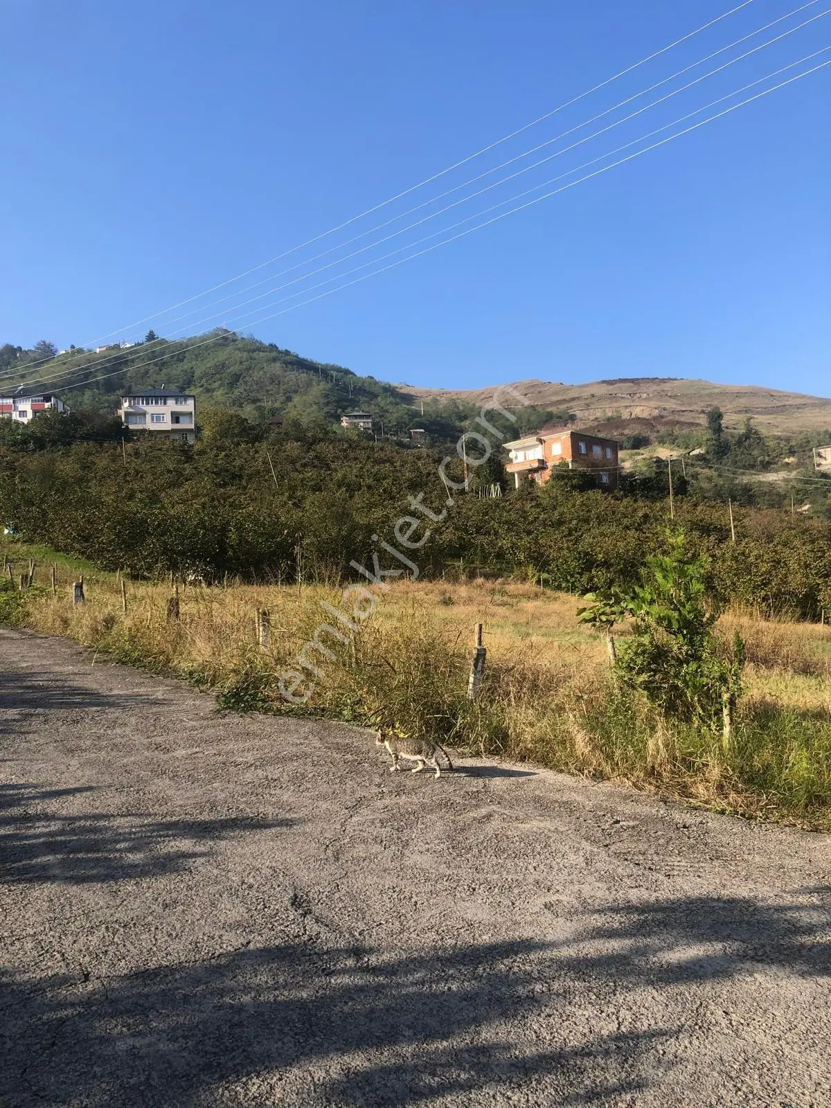 Trabzon Gürbulak Satılık 3.566 M2 Arazi — fotoğraf 5