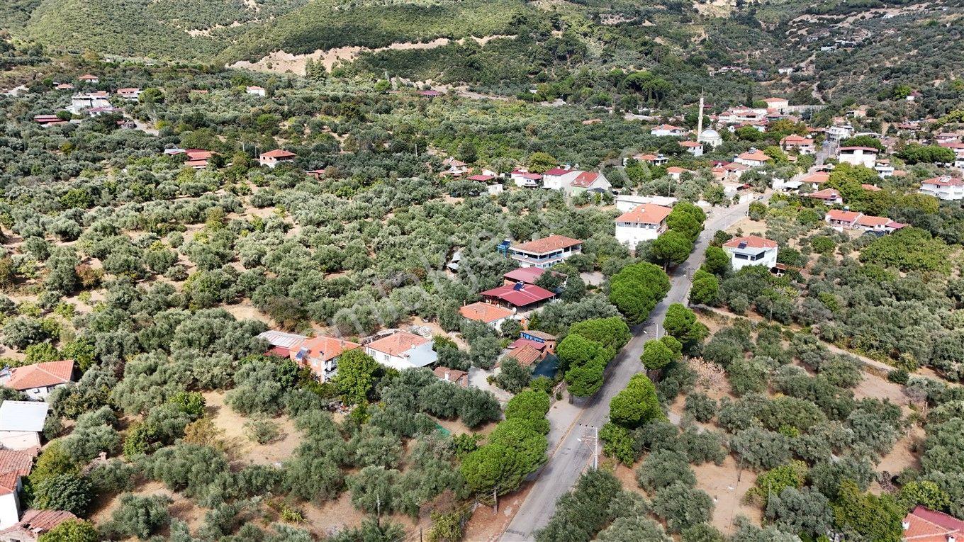 Aydın Kuyucak Kayran'da Satılık 7655 M² İmarlı Zeytinlik — fotoğraf 2