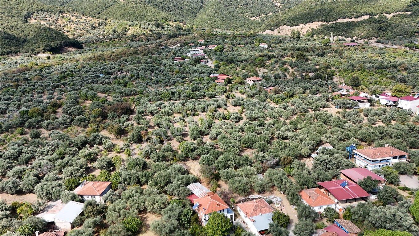 Aydın Kuyucak Kayran'da Satılık 7655 M² İmarlı Zeytinlik — fotoğraf 3