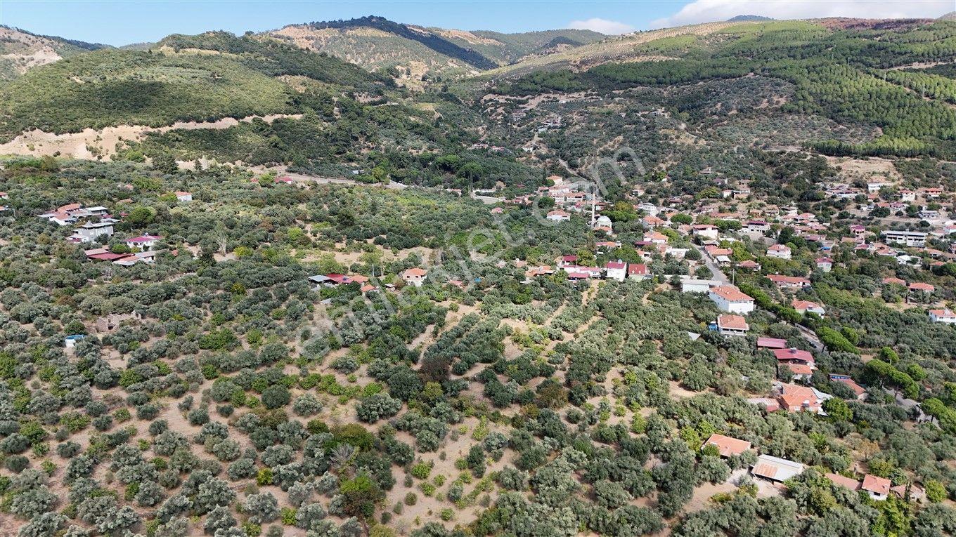 Aydın Kuyucak Kayran'da Satılık 7655 M² İmarlı Zeytinlik — fotoğraf 4