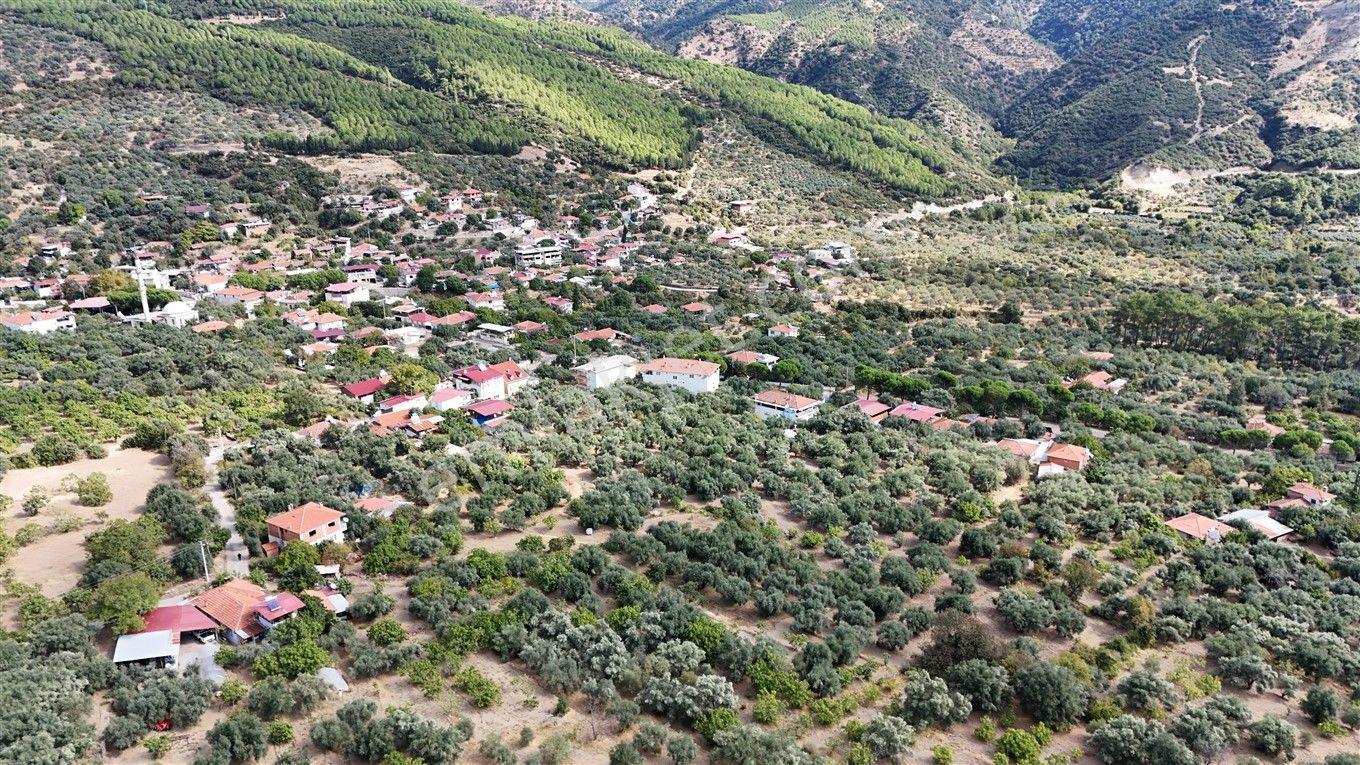 Aydın Kuyucak Kayran'da Satılık 7655 M² İmarlı Zeytinlik — fotoğraf 6