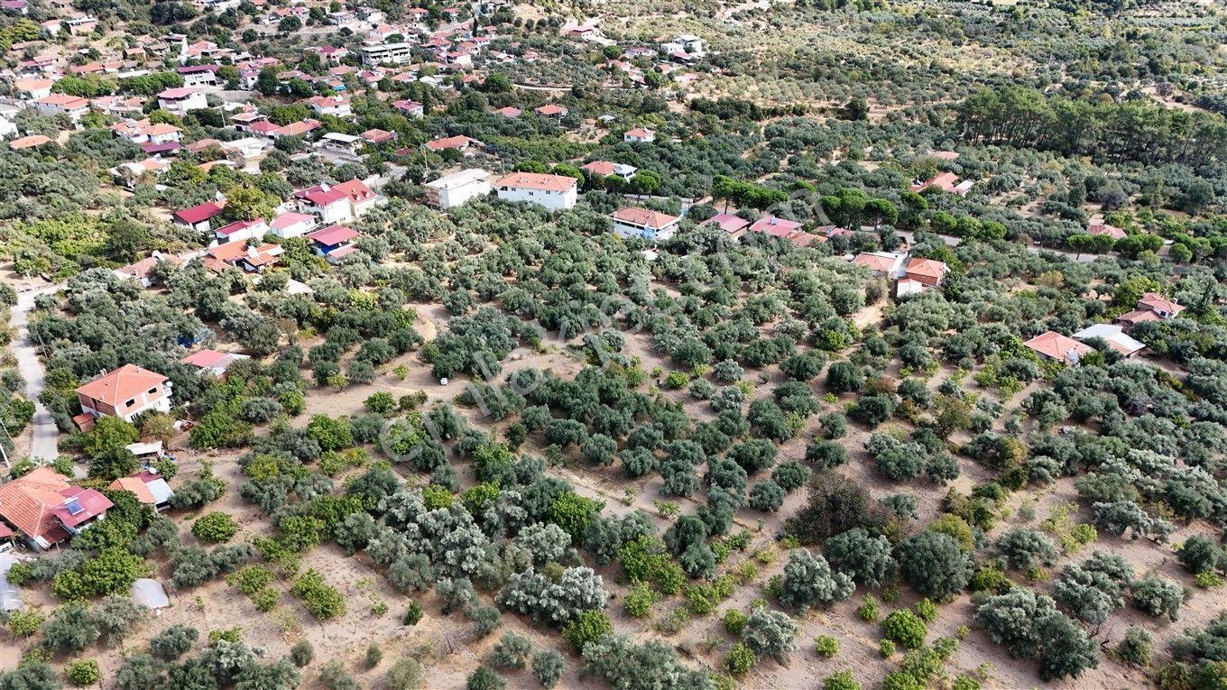 Aydın Kuyucak Kayran'da Satılık 7655 M² İmarlı Zeytinlik — fotoğraf 7