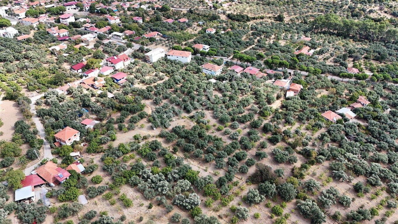 Aydın Kuyucak Kayran'da Satılık 7655 M² İmarlı Zeytinlik — fotoğraf 8