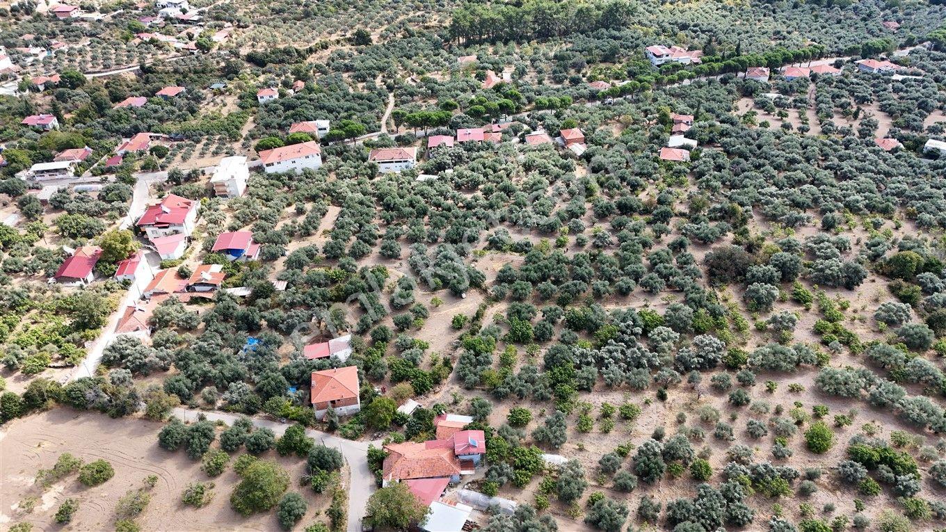 Aydın Kuyucak Kayran'da Satılık 7655 M² İmarlı Zeytinlik — fotoğraf 9