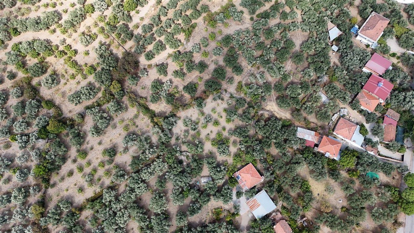 Aydın Kuyucak Kayran'da Satılık 7655 M² İmarlı Zeytinlik — fotoğraf 10