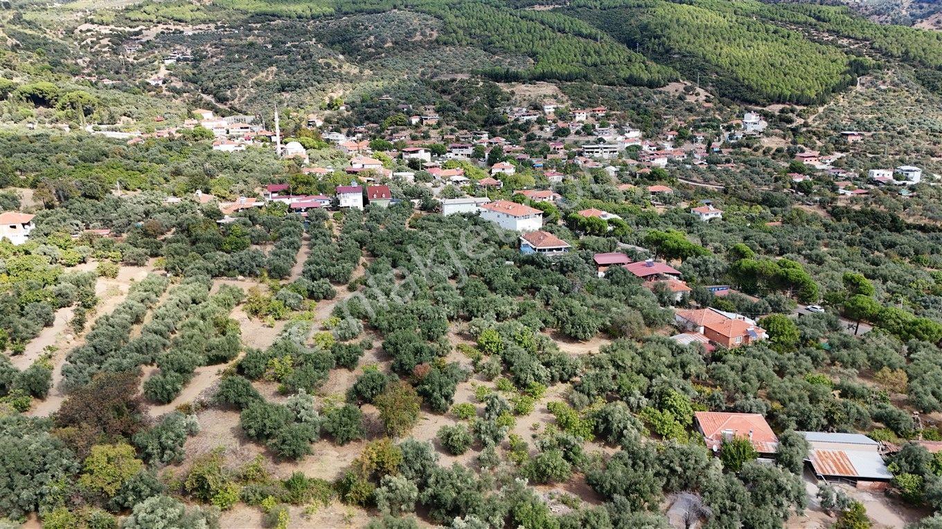 Aydın Kuyucak Kayran'da Satılık 7655 M² İmarlı Zeytinlik — fotoğraf 11