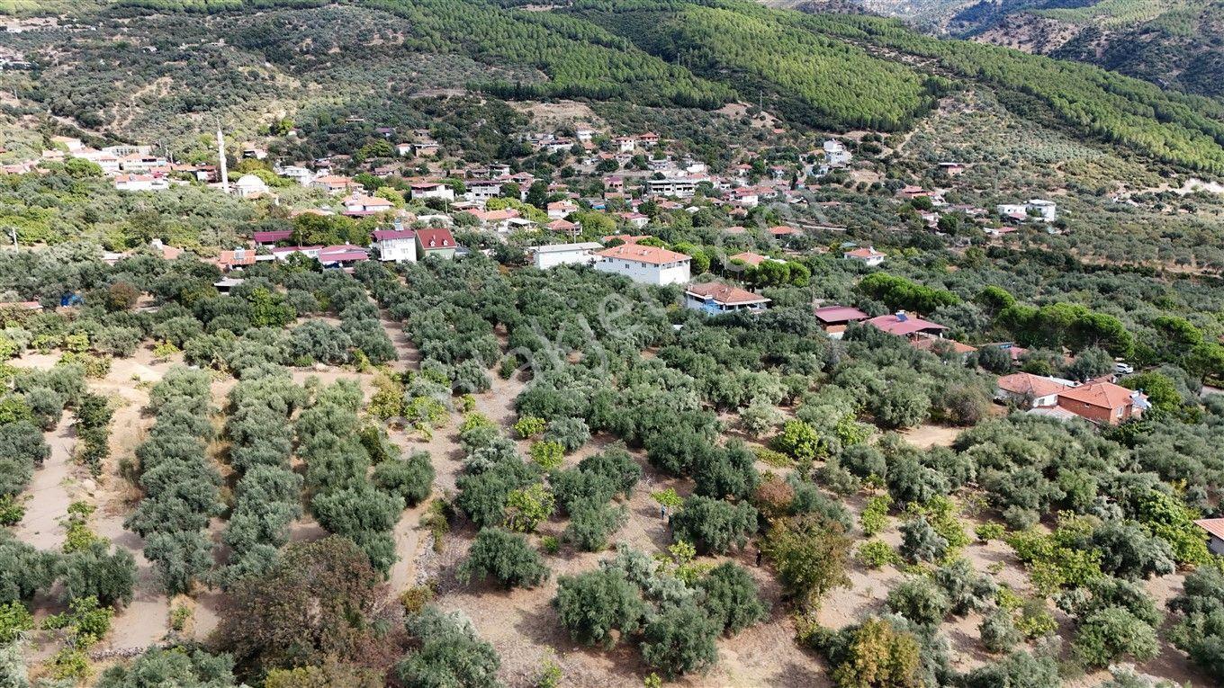 Aydın Kuyucak Kayran'da Satılık 7655 M² İmarlı Zeytinlik — fotoğraf 12