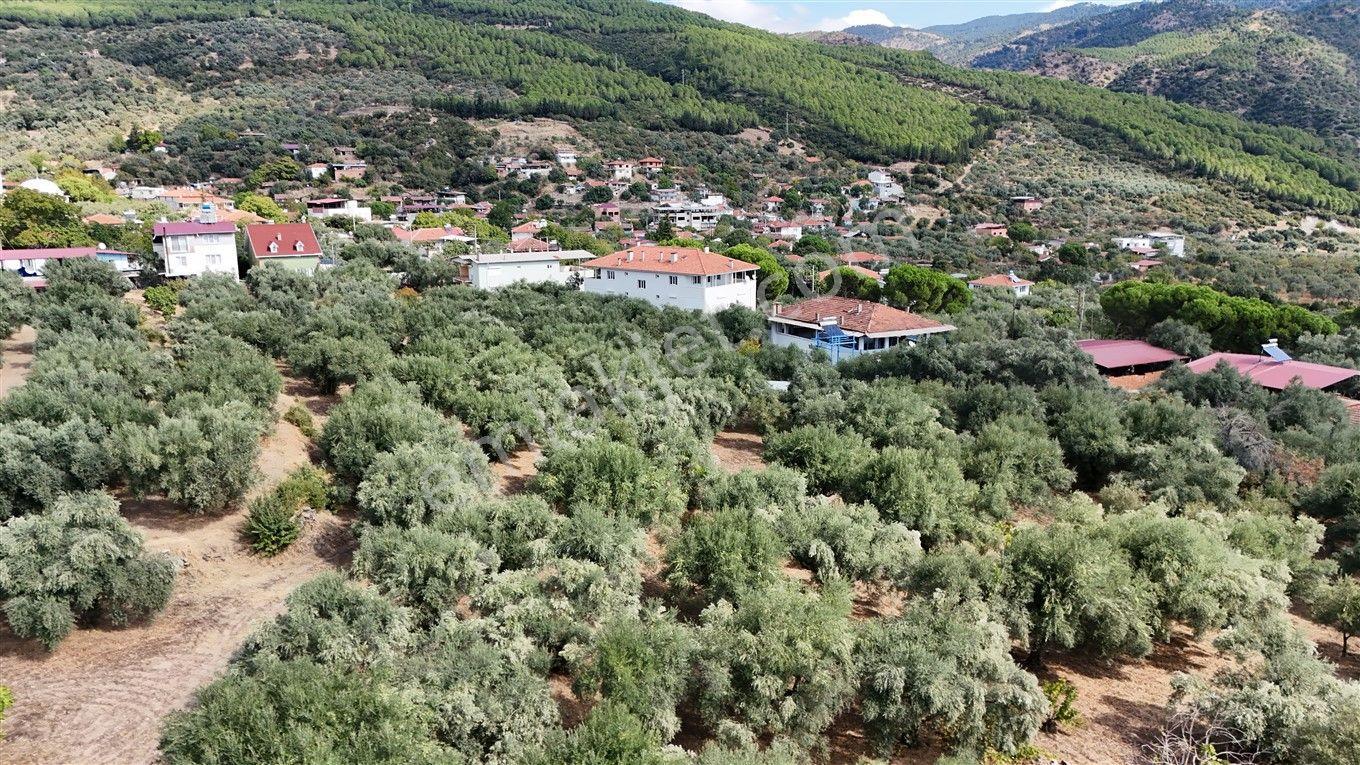 Aydın Kuyucak Kayran'da Satılık 7655 M² İmarlı Zeytinlik — fotoğraf 13