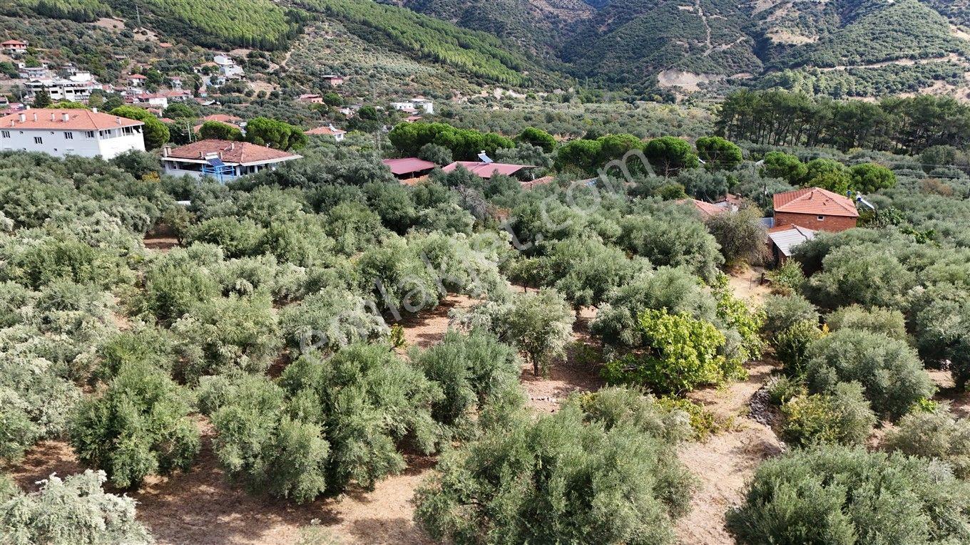 Aydın Kuyucak Kayran'da Satılık 7655 M² İmarlı Zeytinlik — fotoğraf 14