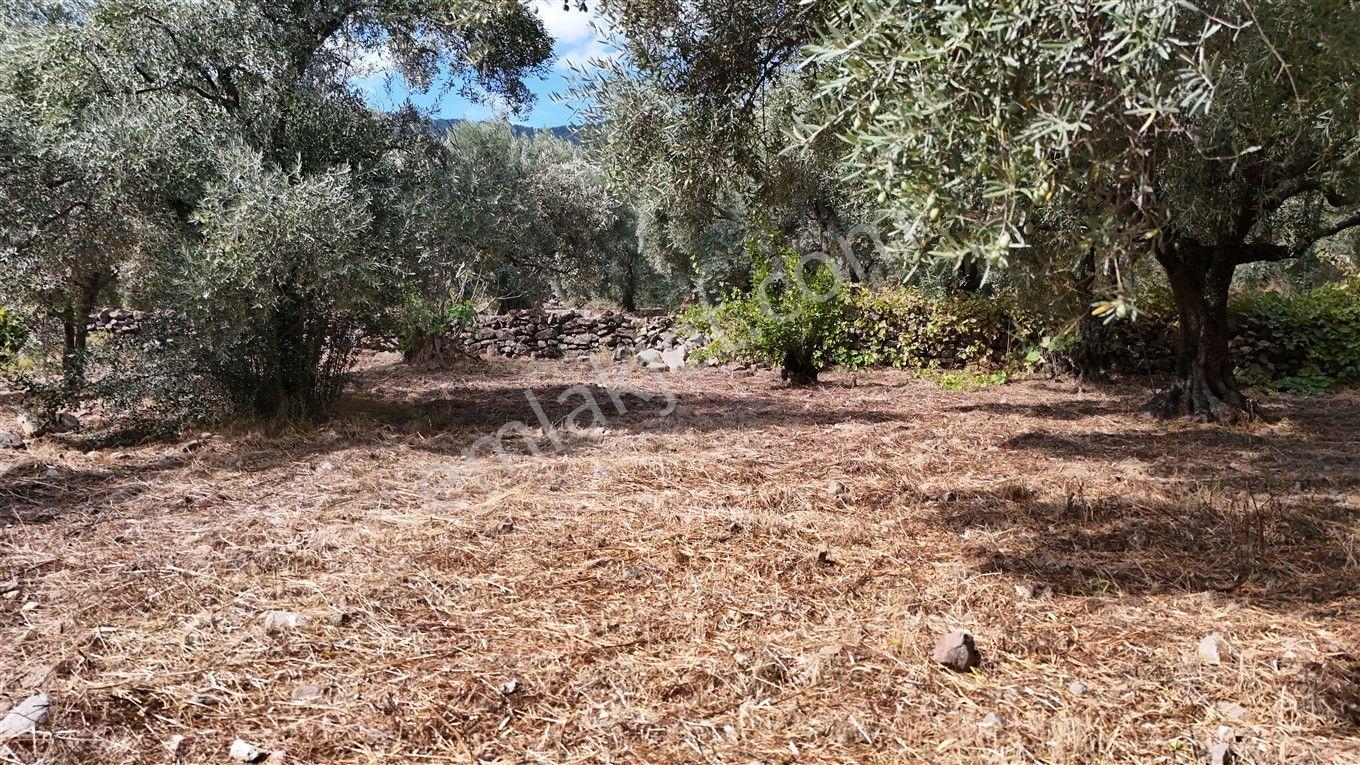 Aydın Kuyucak Kayran'da Satılık 7655 M² İmarlı Zeytinlik — fotoğraf 16