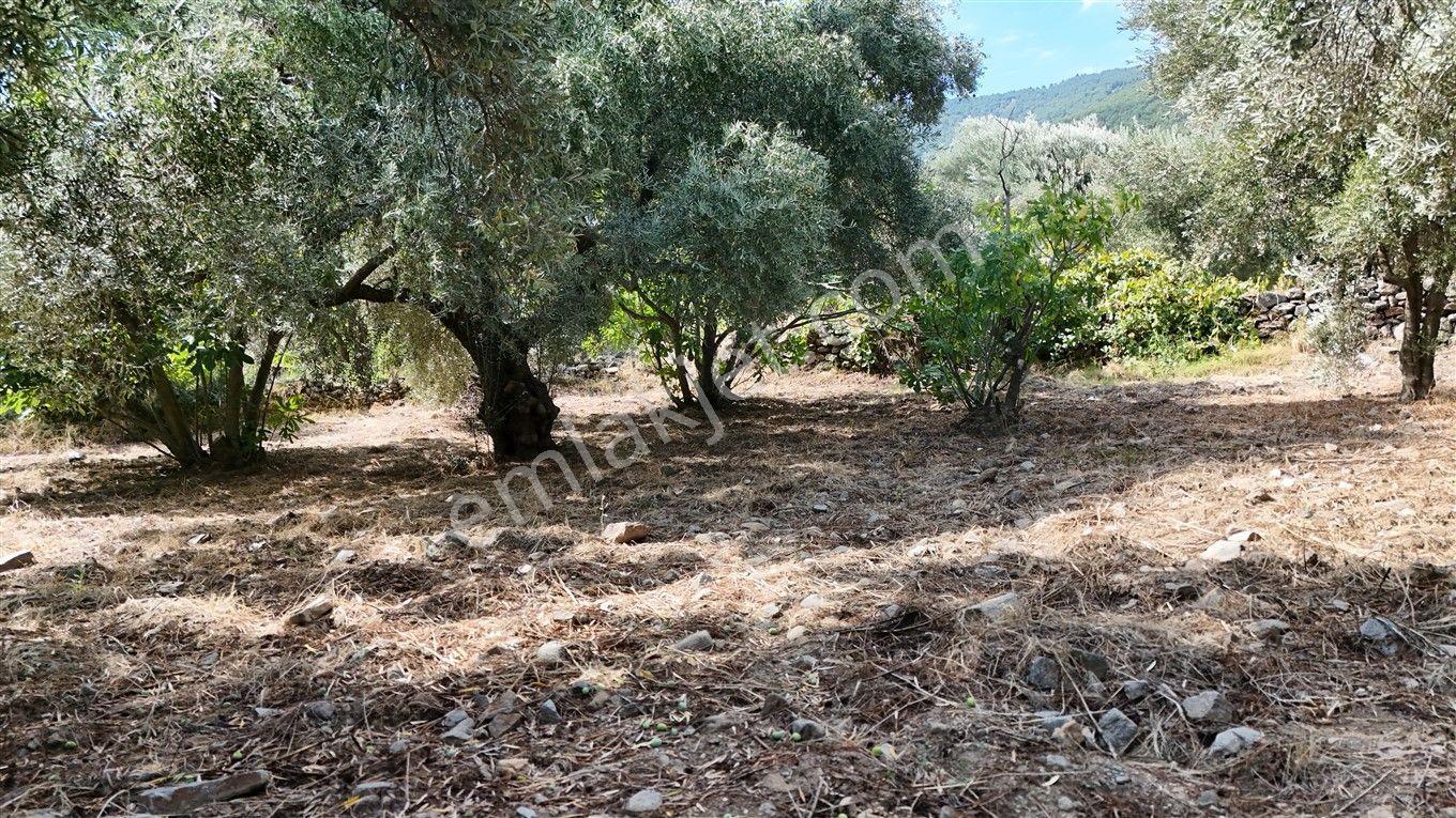Aydın Kuyucak Kayran'da Satılık 7655 M² İmarlı Zeytinlik — fotoğraf 17
